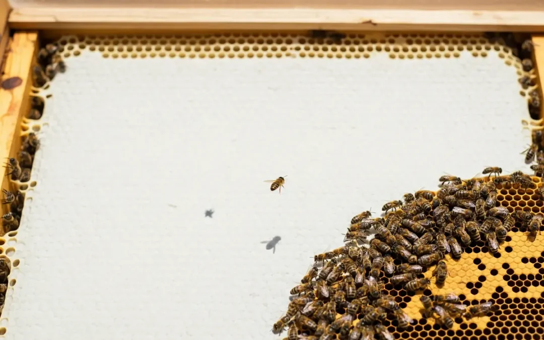 Integral Liderlikte Etik ve Sorumluluk